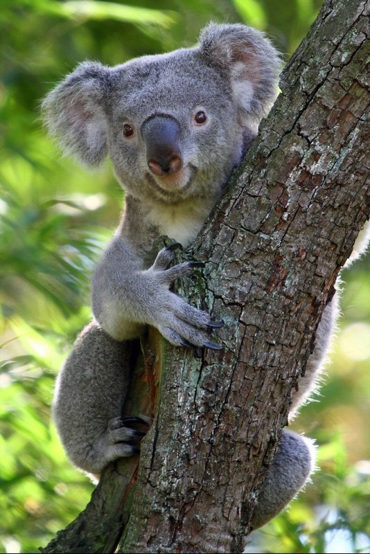 KOALA