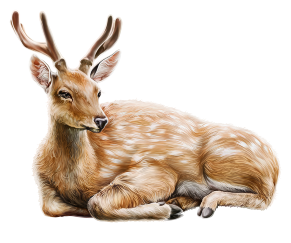 CERF BICHE