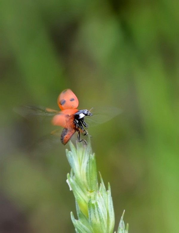 COCCINELLE