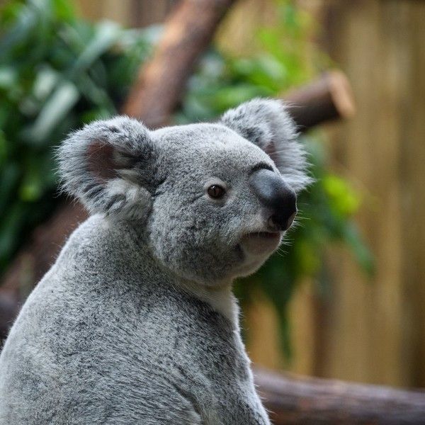 KOALA