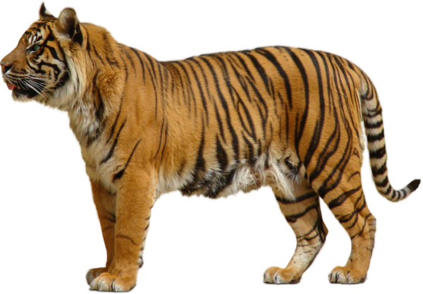 TIGRE