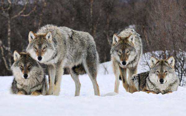 LOUPS