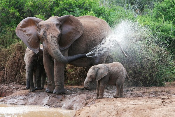 ELEPHANTS