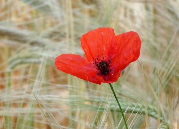 COQUELICOT