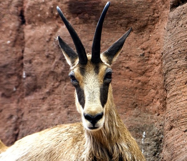 CHAMOIS