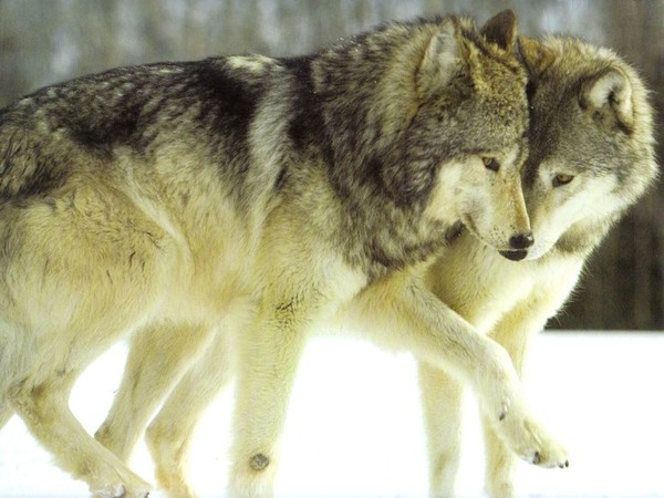 LOUPS