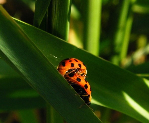 COCCINELLES 2