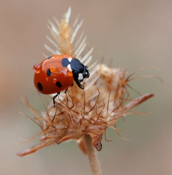 COCCINELLE 3