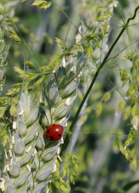 COCCINELLE