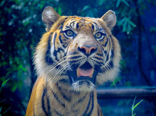 TIGRE