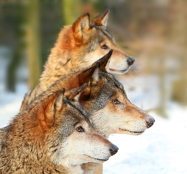 LOUPS