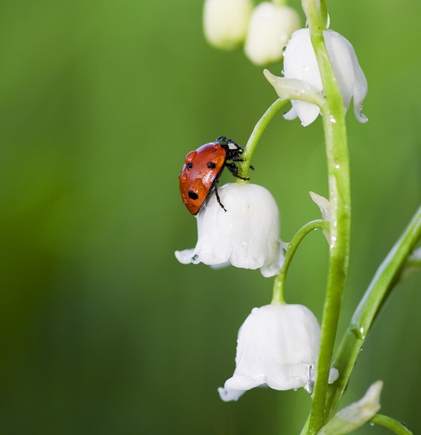 COCCINELLE