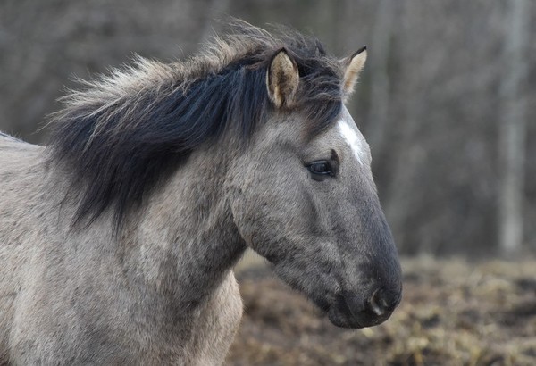 CHEVAL 2