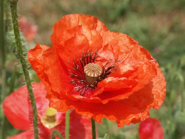 COQUELICOTS