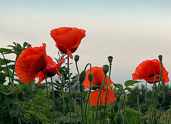 COQUELICOTS