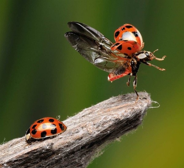 COCCINELLES