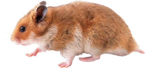 SOURIS RAT HAMSTER... 2