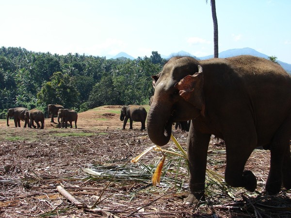 ELEPHANTS