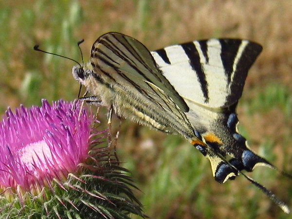 PAPILLON