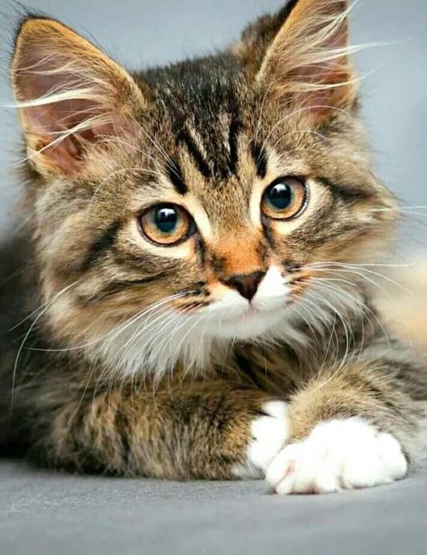 CHAT 7