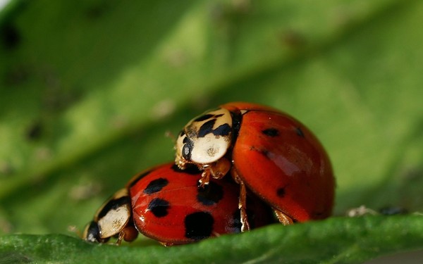 COCCINELLES