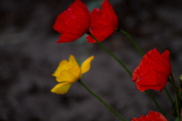 COQUELICOTS