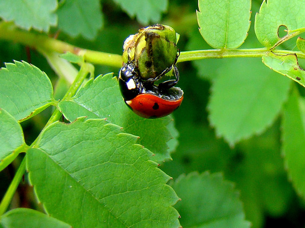 COCCINELLE