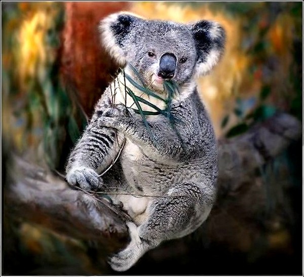 KOALA