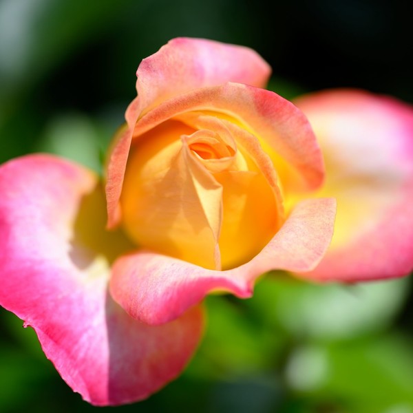 ROSE 4