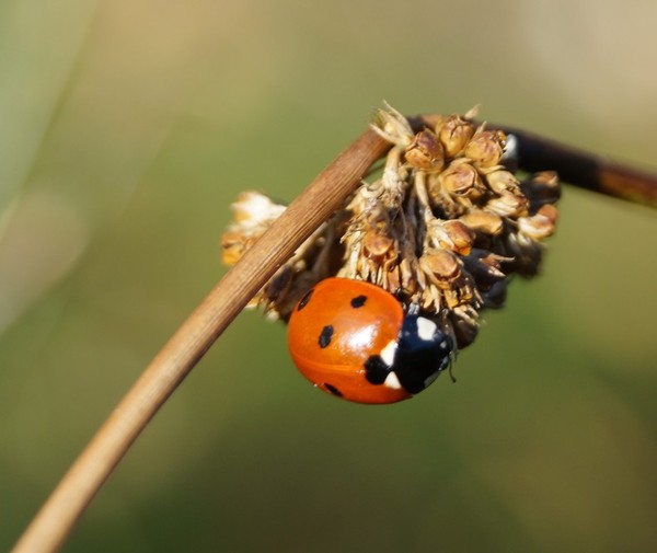 COCCINELLE