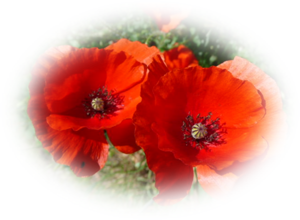 COQUELICOTS