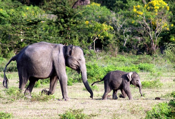 ELEPHANTS