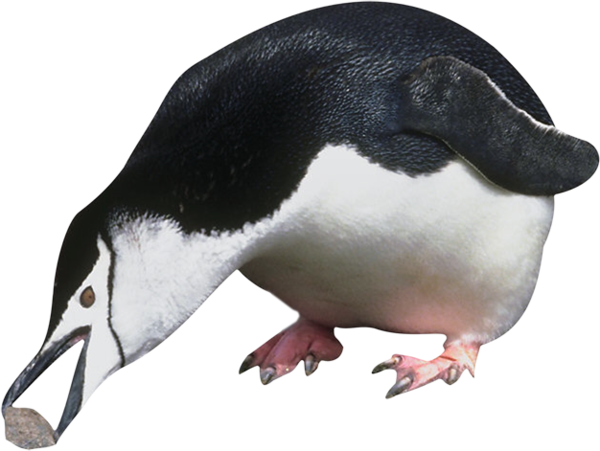 PINGOUIN