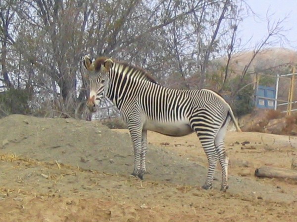 ZEBRE