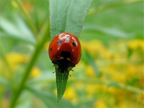 COCCINELLE