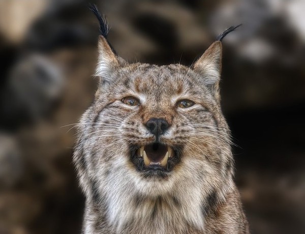 LYNX