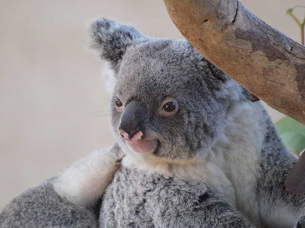 KOALA