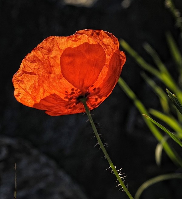 COQUELICOT