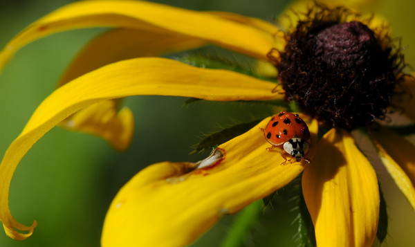 COCCINELLE