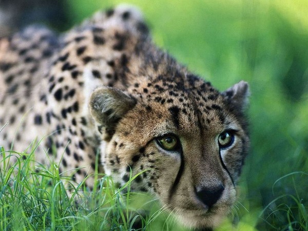 GUEPARD