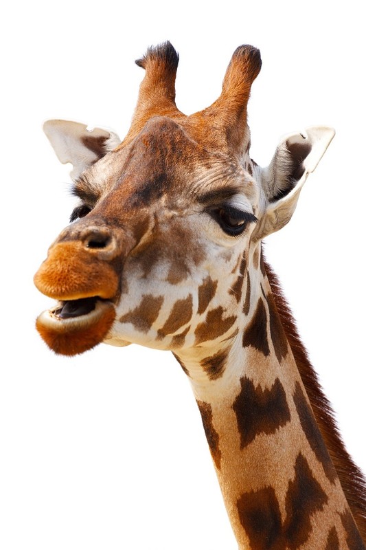 GIRAFE