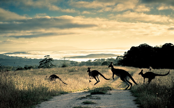 KANGOUROUS