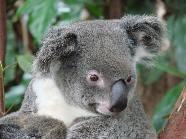 KOALA