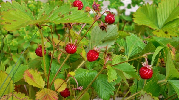 LES FRAISES