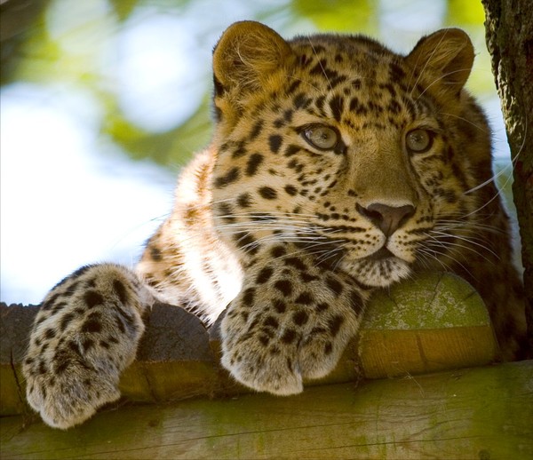 LEOPARD