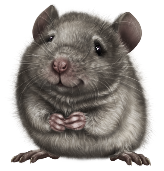 SOURIS RAT HAMSTER... 2