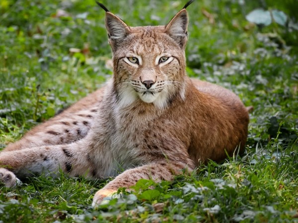 LYNX