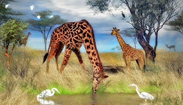 GIRAFES