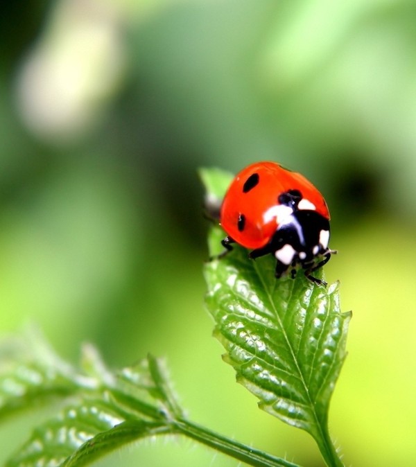 COCCINELLE