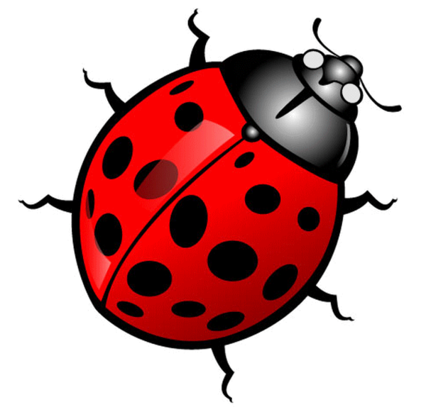 COCCINELLE